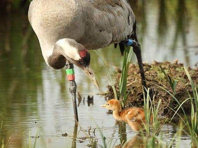 11 cranes for cranes 82549912