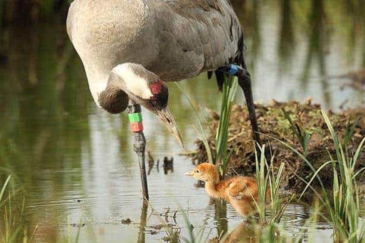 11 cranes for cranes 82549912