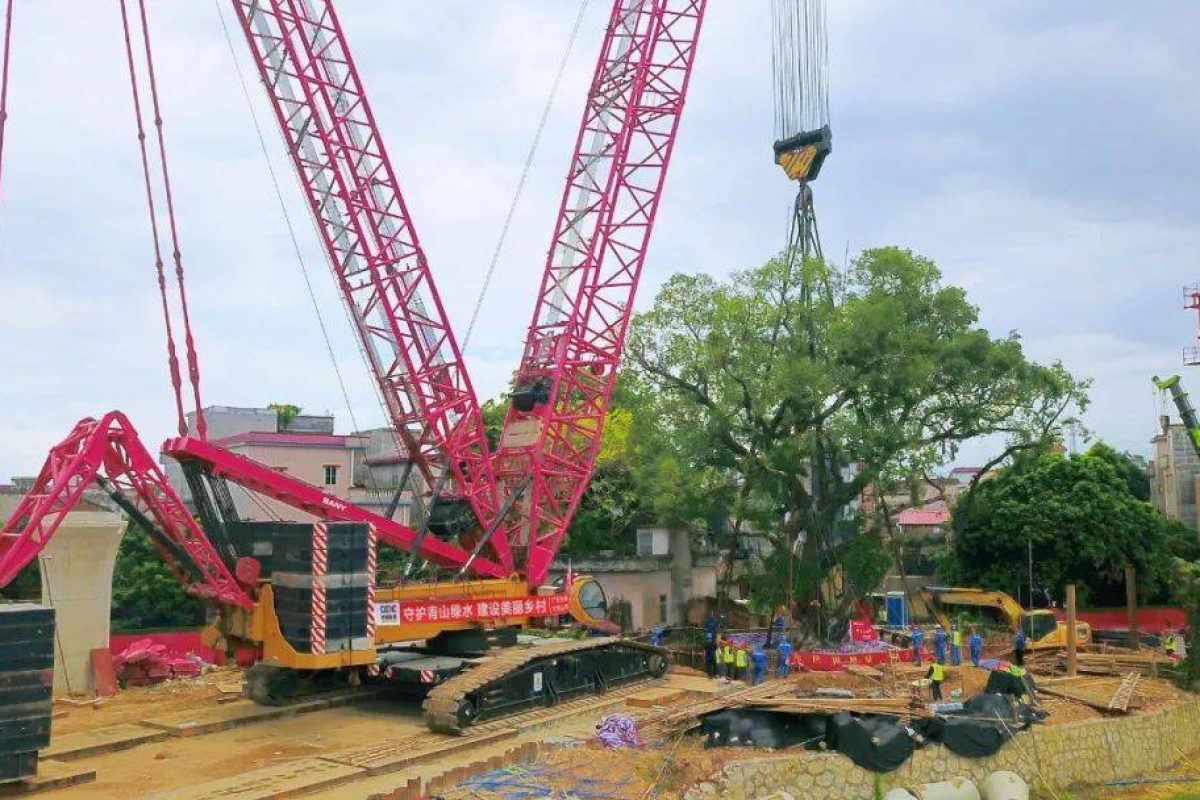 sany scc8000a relocates banyan tree 4